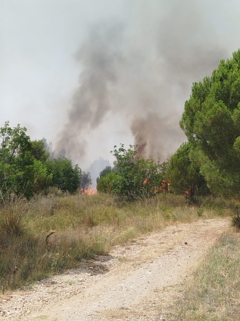Castrovillari assediata dalle fiamme, il fuoco non dà tregua. De Gaio attiva il Coc 54 incendio castrovillari 3
