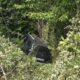 incidente Acri un ferito dirupo