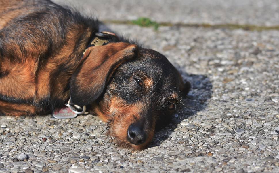 Caldo rovente, pericoloso per la vita dei cani. Il dott. Garofalo «prevenzione e azioni per evitare colpi di calore» 53 intervista Garofalo - colpo calore cane 01