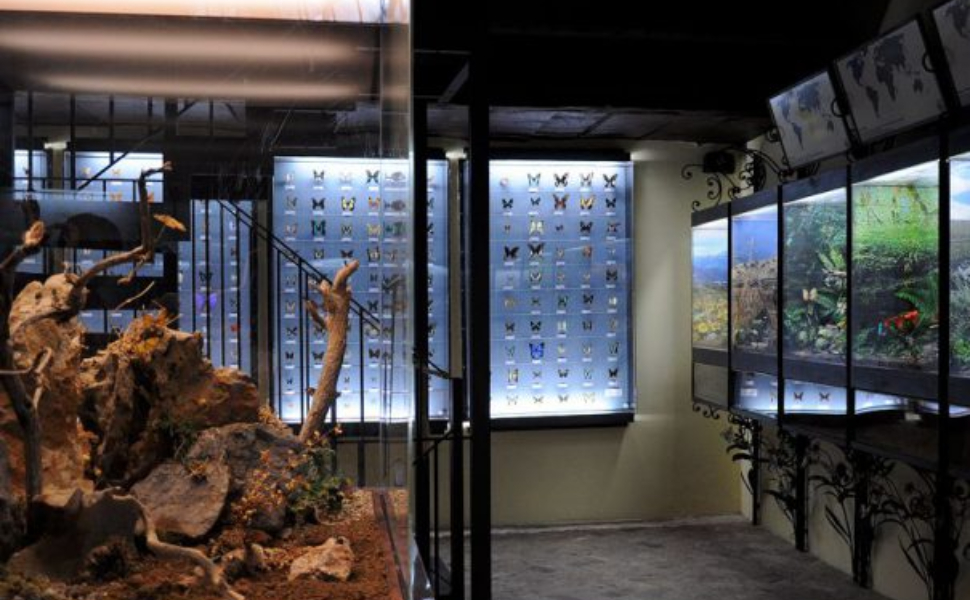 nicola bloise il nibbio - museo 02