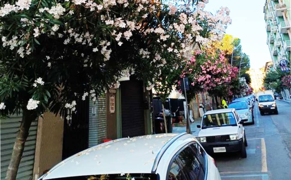 Oleandri "preziosi", dalla protesta di Cosenza al ruolo sulle strade: resistente e utile all'ambiente 52 oleandri-cosenza-auto