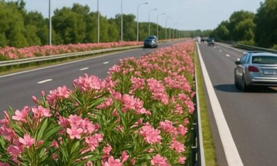 oleandri strade 01