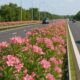 oleandri strade 01