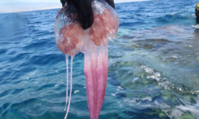 pesci-meduse-guida-mari-calabria