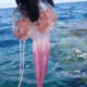 pesci-meduse-guida-mari-calabria