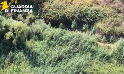 piantagione marijuana guardia finanza crotone 01