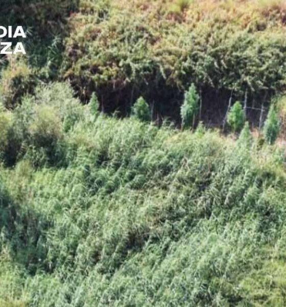 piantagione marijuana guardia finanza crotone 01