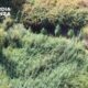 piantagione marijuana guardia finanza crotone 01