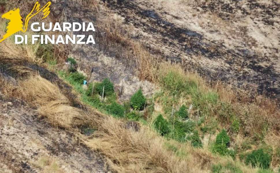 piantagione marijuana guardia finanza crotone 02