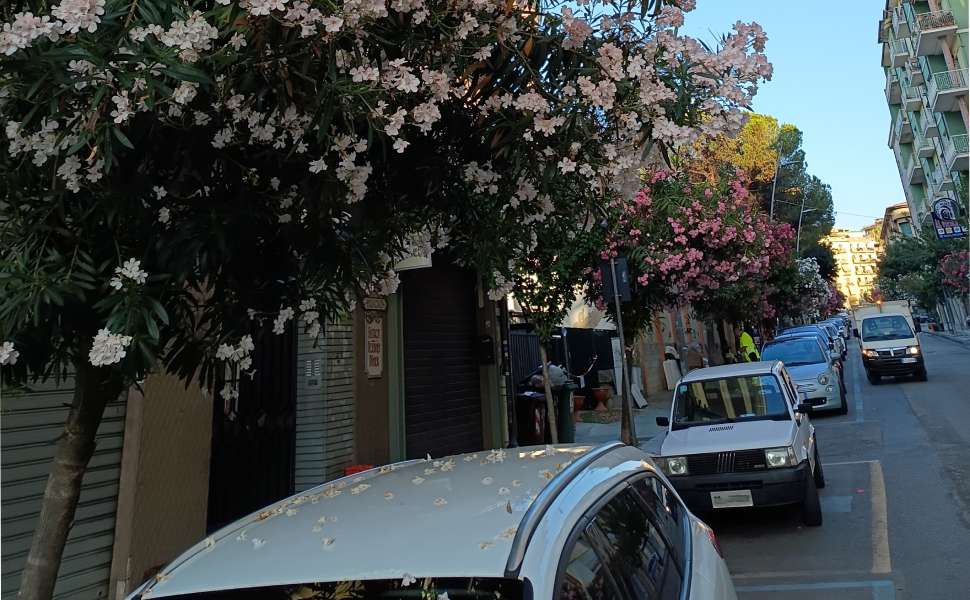 Cosenza, Strazzulli (FdI) e il verde che diventa disagio: «auto ricoperte dai fiori degli oleandri» 52 strazzulli fiori oleandri cosenza auto 02