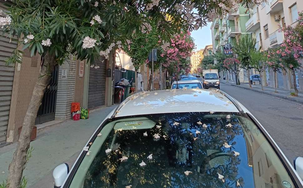 Cosenza, Strazzulli (FdI) e il verde che diventa disagio: «auto ricoperte dai fiori degli oleandri» 53 strazzulli fiori oleandri cosenza auto 03