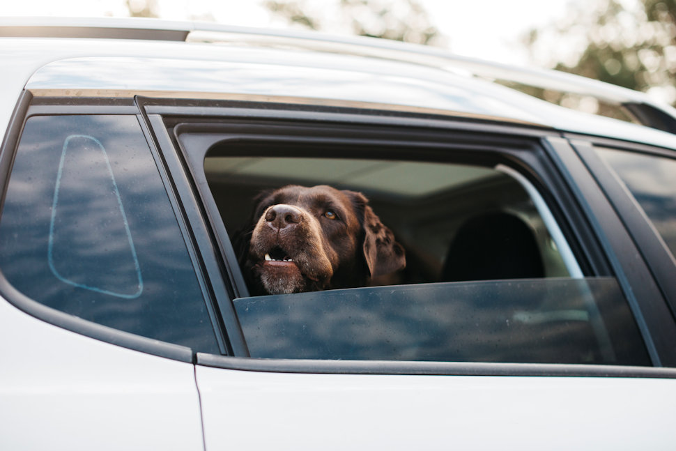 Cani e gatti al sole sul terrazzo o chiusi in auto: stretta anti-caldo per gli animali in Calabria, ordinanza di Occhiuto 52 Cane caldo auto