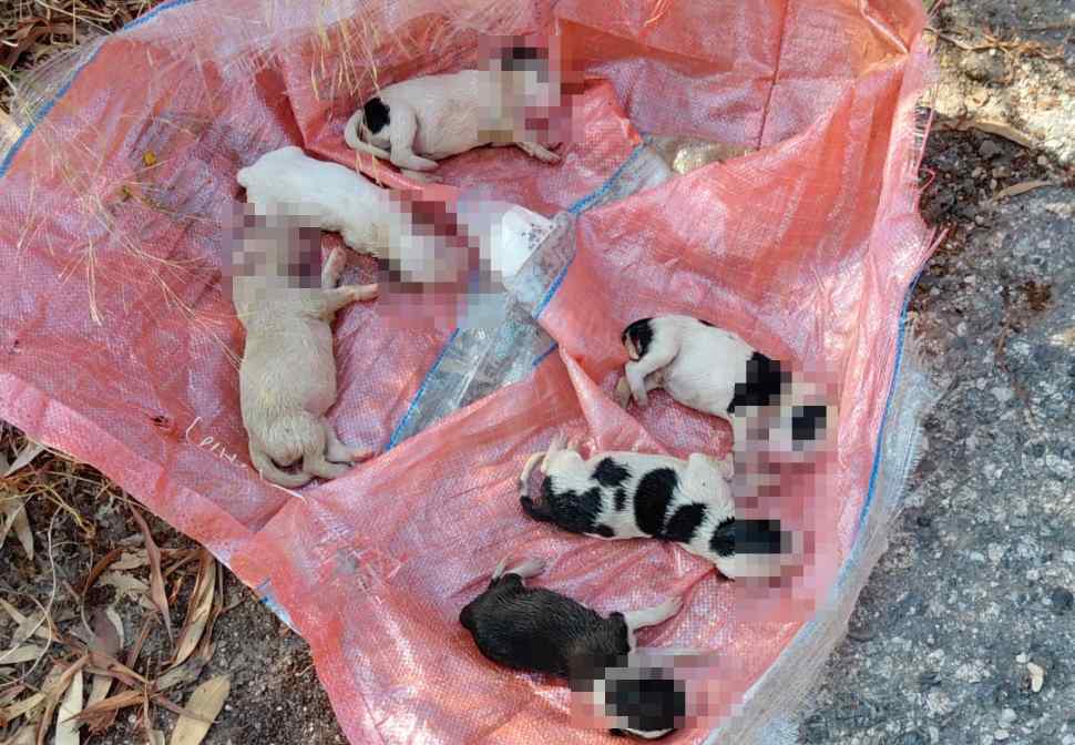 Sei cuccioli sepolti vivi a Caulonia: vicesindaco Maiolo: «Ennesimo atto di crudeltà, non possiamo più tollerare» 203 Cuccioli sepolti vivi