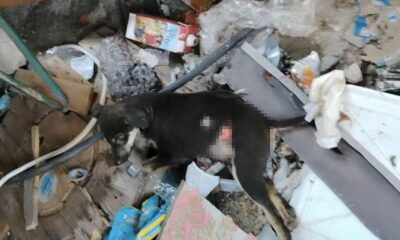 Cucciolo_salvato_carabiniere