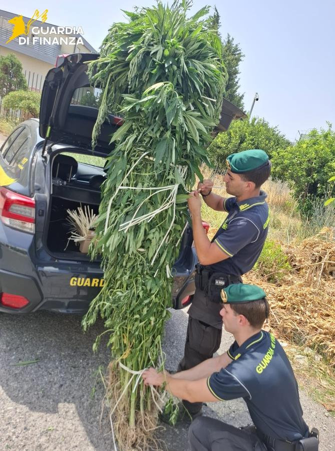Guardia di Finanza sequestro canapa indiana
