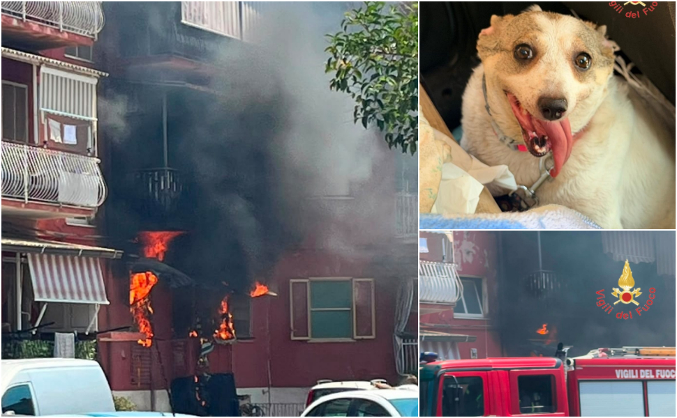 Incendio devasta appartamento. Anziana si mette al sicuro, i vigili del fuoco salvano un cane rimasto intrappolato 213 Incendio Lamezia terme