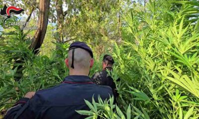 Maxi-piantagione_marijuana