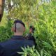 Scoperta maxi-piantagione di marijuana con oltre mille piante: in arresto 3 persone 52 Maxi-piantagione_marijuana