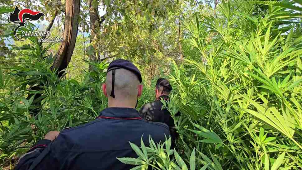 Scoperta maxi-piantagione di marijuana con oltre mille piante: in arresto 3 persone 210 Maxi-piantagione_marijuana