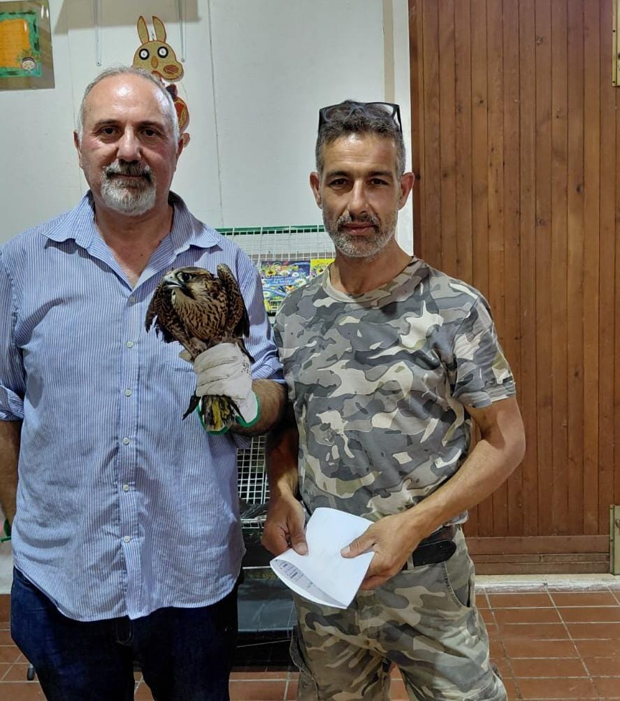 Dalla poiana di Tropea al falco pellegrino della Sila. Aiello (WWF): «serve una rete regionale per il recupero della fauna selvatica» 52 Dalla poiana di Tropea al falco pellegrino della Sila. Aiello (WWF): «serve una rete regionale per il recupero la fauna selvatica»