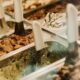 Cosenza regina del gelato: 23 milioni di euro spesi ogni anno, la Calabria ne vale 60 52 gelato - cosenza 23 milioni 01