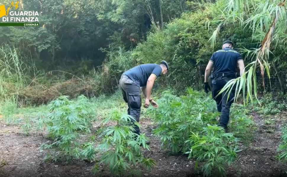 Maxi piantagione di marijuana scoperta a Bonifati: 200 piante per un valore di 500mila euro 53 piantagione marijuana bonifati 01