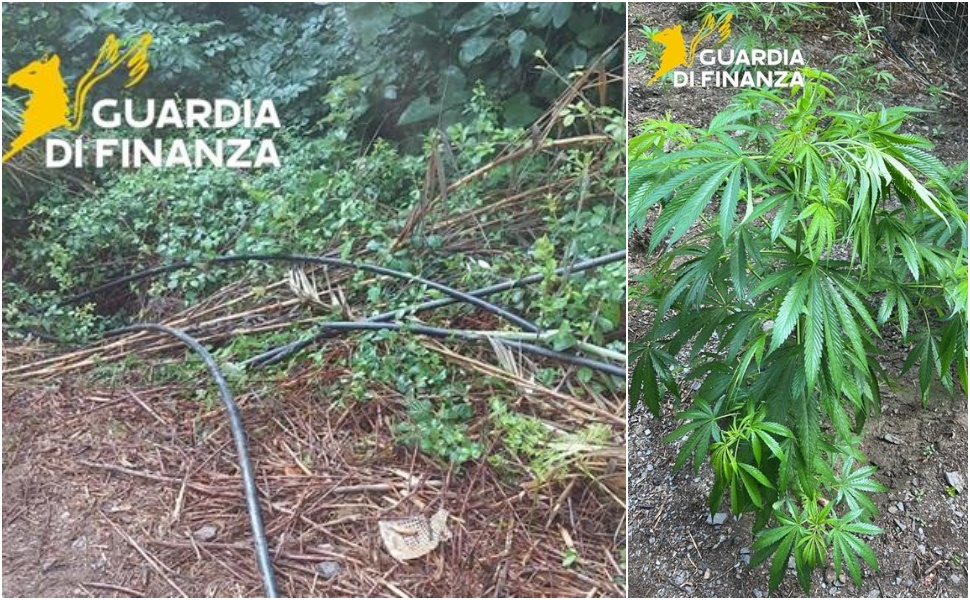 Maxi piantagione di marijuana scoperta a Bonifati: 200 piante per un valore di 500mila euro 52 piantagione marijuana bonifati 02