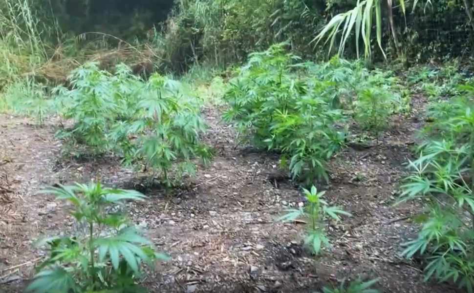 Maxi piantagione di marijuana scoperta a Bonifati: 200 piante per un valore di 500mila euro 51 piantagione marijuana bonifati 03
