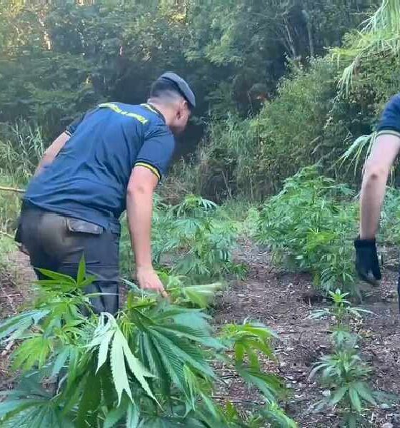 Maxi piantagione di marijuana scoperta a Bonifati: 200 piante per un valore di 500mila euro 56 piantagione marijuana bonifati