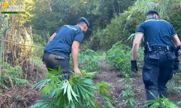 piantagione marijuana bonifati