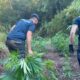 Maxi piantagione di marijuana scoperta a Bonifati: 200 piante per un valore di 500mila euro 57 piantagione marijuana bonifati