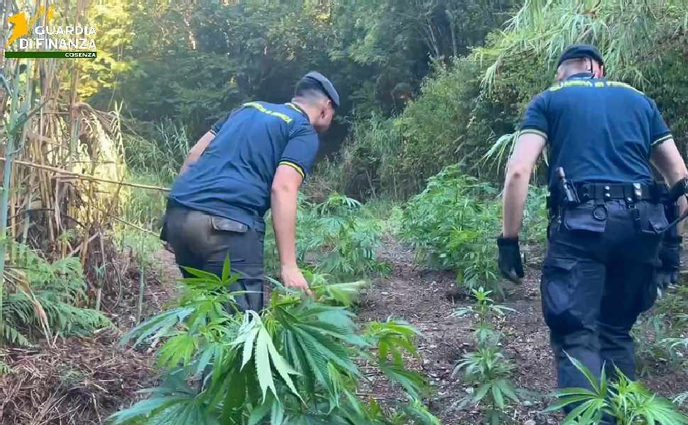 Maxi piantagione di marijuana scoperta a Bonifati: 200 piante per un valore di 500mila euro 99 piantagione marijuana bonifati
