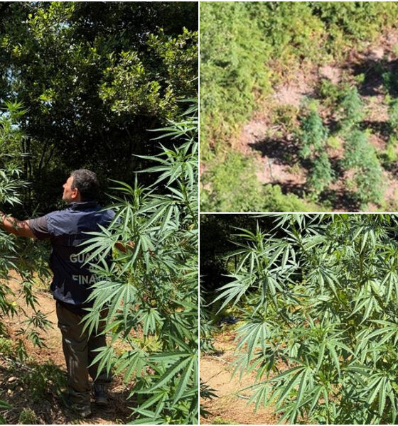 piantagione marijuana guardia di finanza cosenza 01