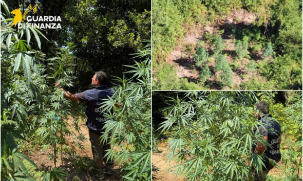 piantagione marijuana guardia di finanza cosenza 01