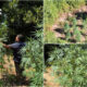 piantagione marijuana guardia di finanza cosenza 01