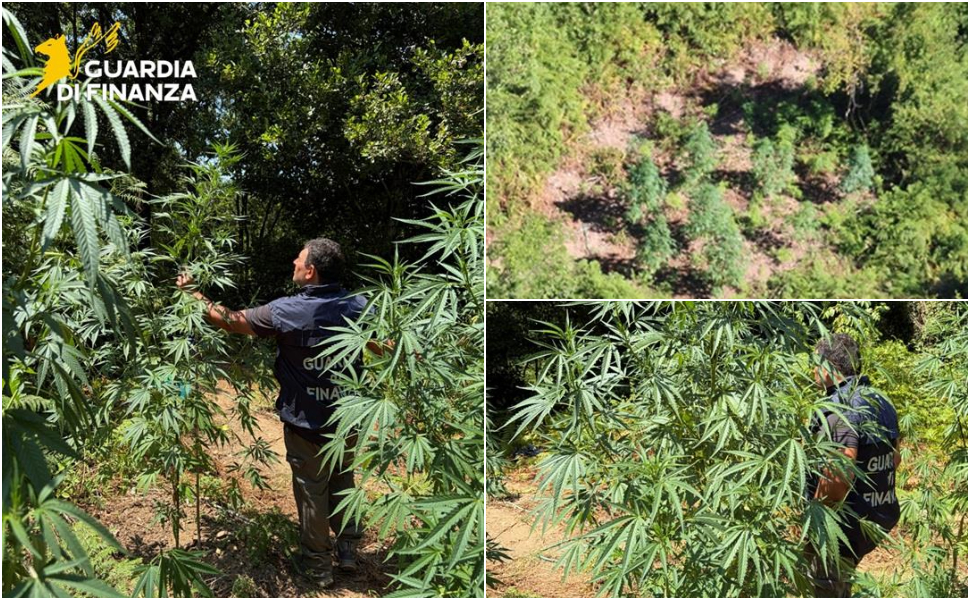 piantagione marijuana guardia di finanza cosenza 01