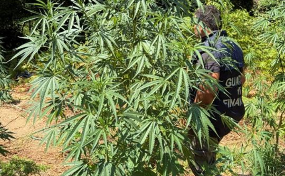 La Guardia di Finanza nel Cosentino scopre 53 piante di marijuana, traffico da oltre 200mila euro 53 piantagione marijuana guardia di finanza cosenza 02