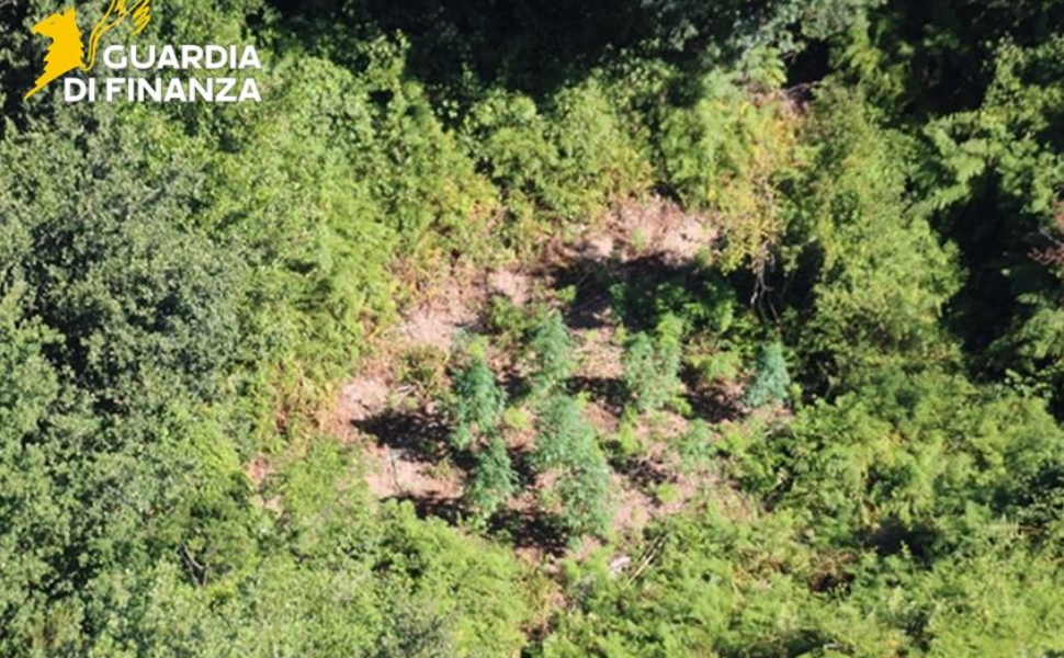 La Guardia di Finanza nel Cosentino scopre 53 piante di marijuana, traffico da oltre 200mila euro 51 piantagione marijuana guardia di finanza cosenza 03