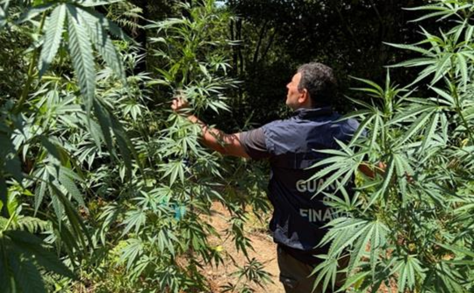 La Guardia di Finanza nel Cosentino scopre 53 piante di marijuana, traffico da oltre 200mila euro 52 piantagione marijuana guardia di finanza cosenza 04