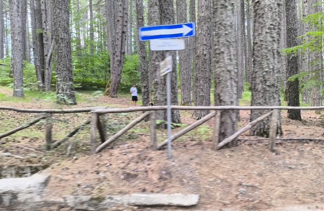 Ferragosto nei boschi a Camigliatello, Serra: «il cambiamento deve partire da ciascuno di noi» 52 Camigliatello. Ferragosto nei boschi, Serra: “il cambiamento deve partire da ciascuno di noi”
