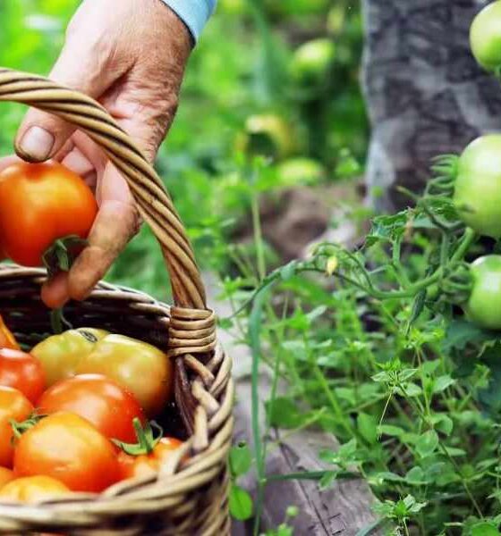 Biologico Made in Calabria, il valore delle produzioni: 197mila ettari e oltre 9mila aziende in campo 56 Biologico calabria 01
