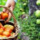 Biologico Made in Calabria, il valore delle produzioni: 197mila ettari e oltre 9mila aziende in campo 52 Biologico calabria 01