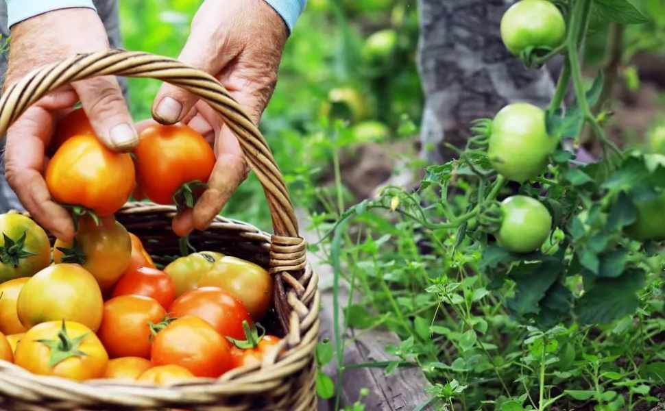 Biologico Made in Calabria, il valore delle produzioni: 197mila ettari e oltre 9mila aziende in campo 51 Biologico calabria 01