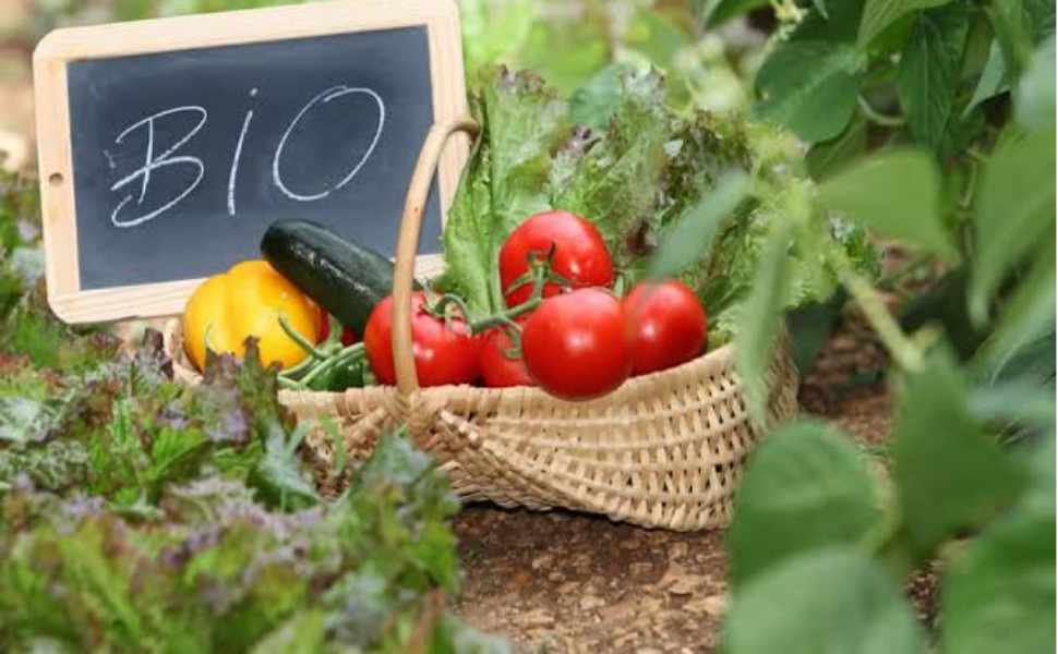 Biologico Made in Calabria, il valore delle produzioni: 197mila ettari e oltre 9mila aziende in campo 52 Biologico calabria 03