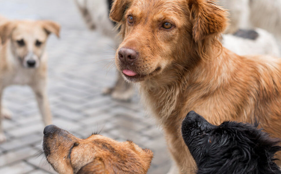 Rende, affidato il servizio del 'canile rifugio' per la custodia dei cani randagi nel triennio 2026-2028