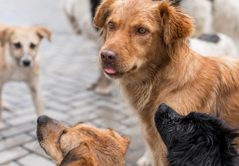 Rende, affidato il servizio del "canile rifugio" per la custodia dei cani randagi nel triennio 2026-2028 51 Cani randagi rende canile rifugio