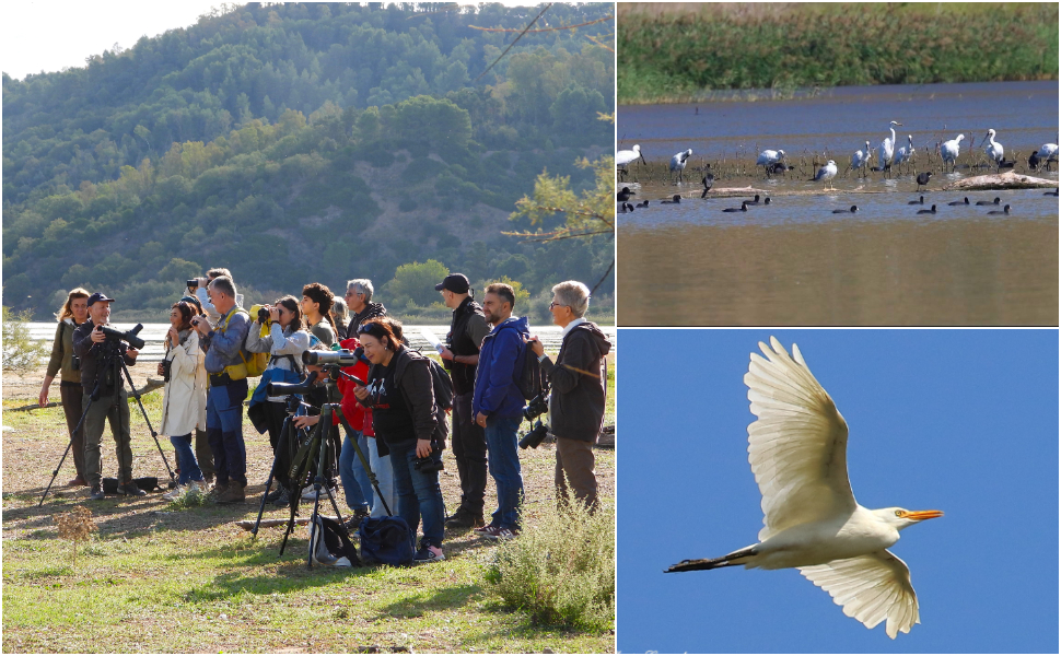 EUROBIRDWATCH 2026_Calabria