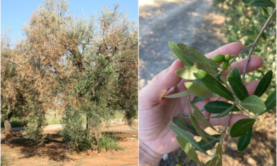 Focolaio di Xylella in Calabria