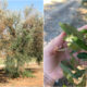 Focolaio di Xylella in Calabria: piano d'intervento immediato. Estirpazione di piante infette, monitoraggio e sorveglianza 64 Focolaio di Xylella in Calabria