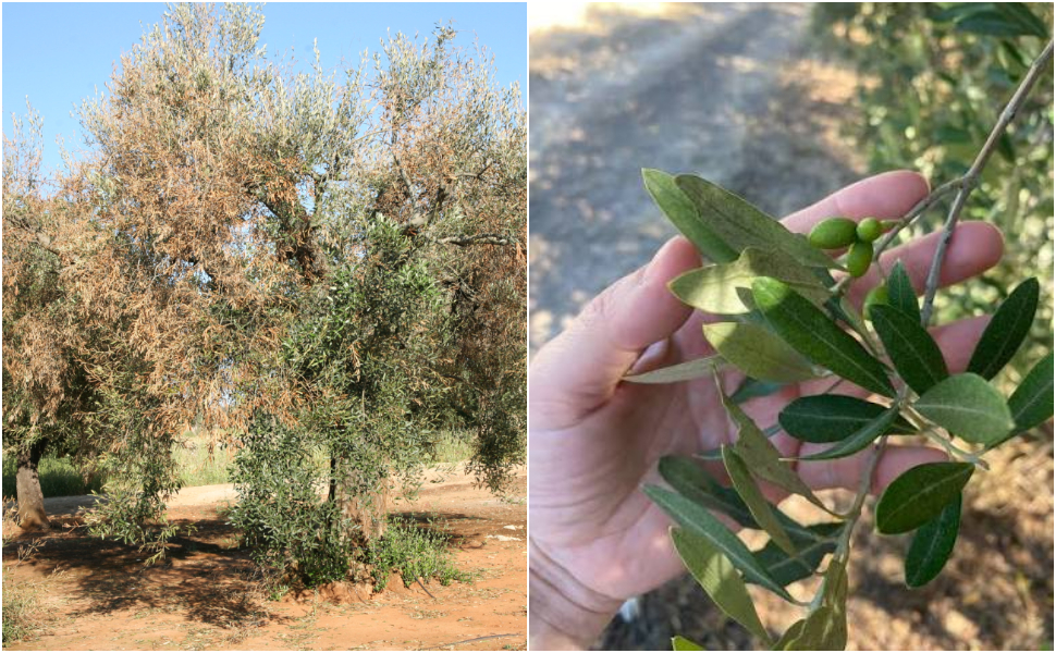 Focolaio di Xylella in Calabria: piano d'intervento immediato. Estirpazione di piante infette, monitoraggio e sorveglianza 51 Focolaio di Xylella in Calabria
